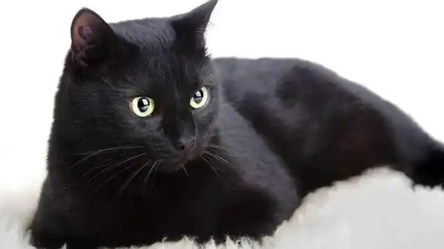 中国八大名猫,中华田园猫