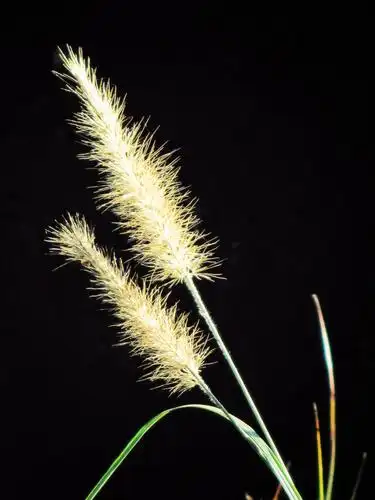 植物摄影狼尾草