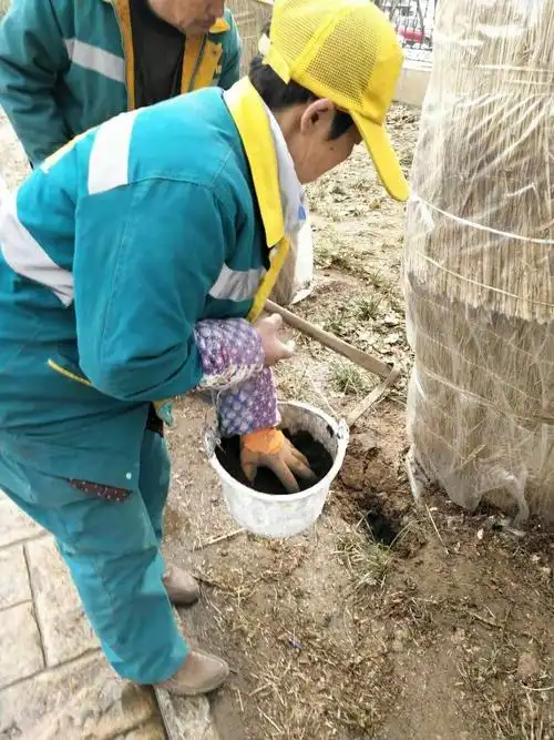 气温回暖,区园林局全面开展春季浇水施肥工作