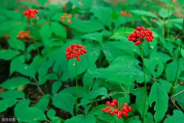 神草人参,真的会跑吗?有毒蛇守护吗?有千年寿命吗?