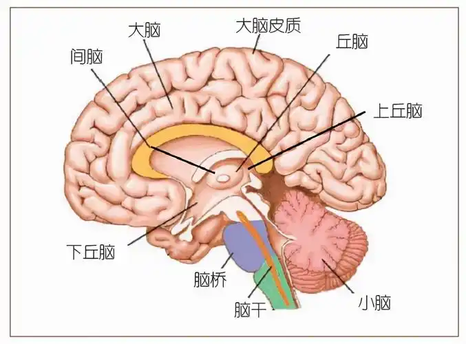 大脑位于头的顶部,分左右两个半球,表面覆盖着大脑皮质.