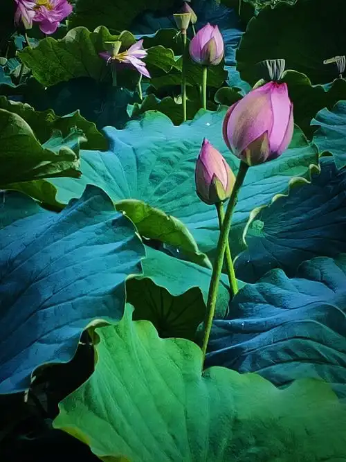 荷花|摄影|修图/后期|还讲吧 - 原创作品 - 站酷 (zcool)