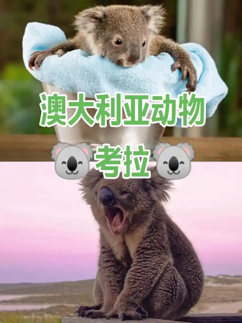 9696澳大利亚动物篇——考拉koala.93环球-澳大利亚 - 抖音