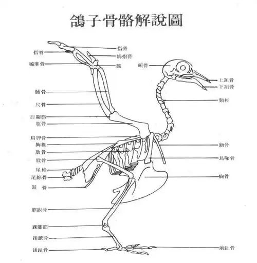 周末观察,解剖家鸽生物作业
