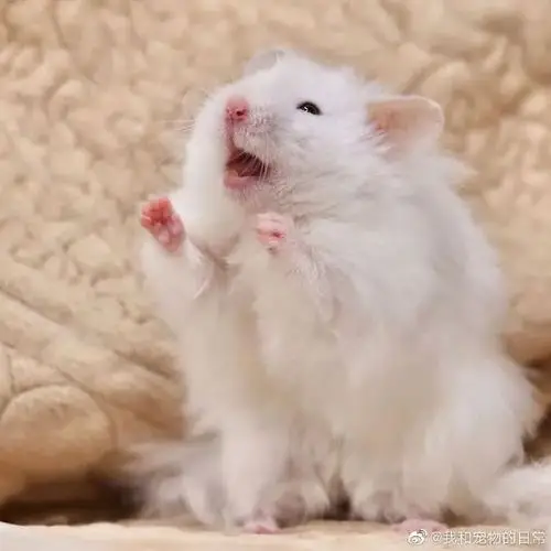 你看他还会捧脸子,金丝熊崽崽可爱死我了!