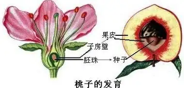 展开全部 以下是桃子果实的形成示意图