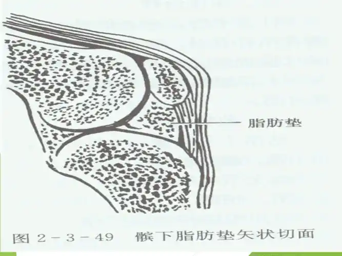 髌下脂肪垫损伤ppt课件