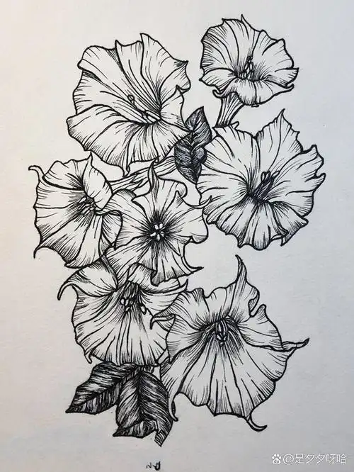 牵牛花线稿95|针管笔手绘|花卉|附过程