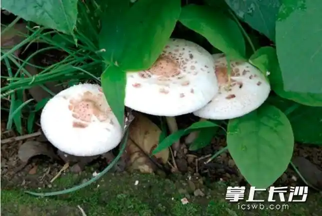 近来我省各地误食有毒野生蘑菇中毒事件有增多趋势,特别是误食青褶伞