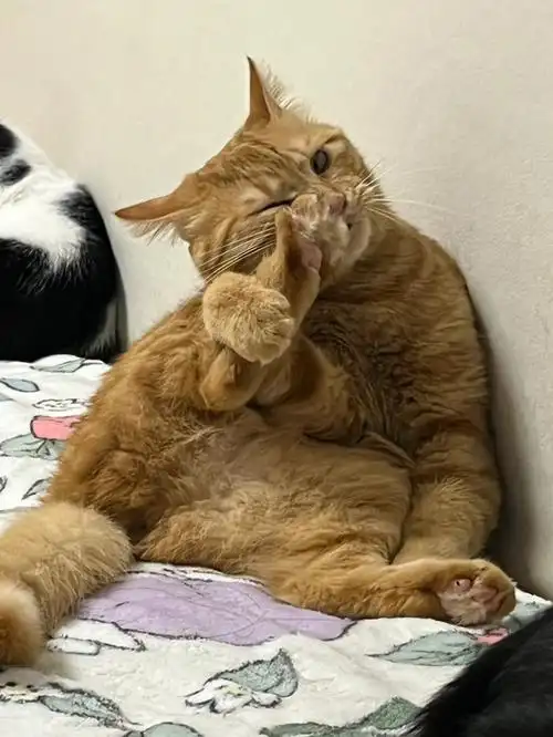 谁家猪蹄子这么香