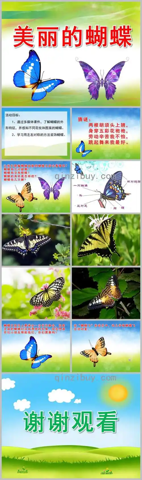 美丽的蝴蝶ppt课件教案图片
