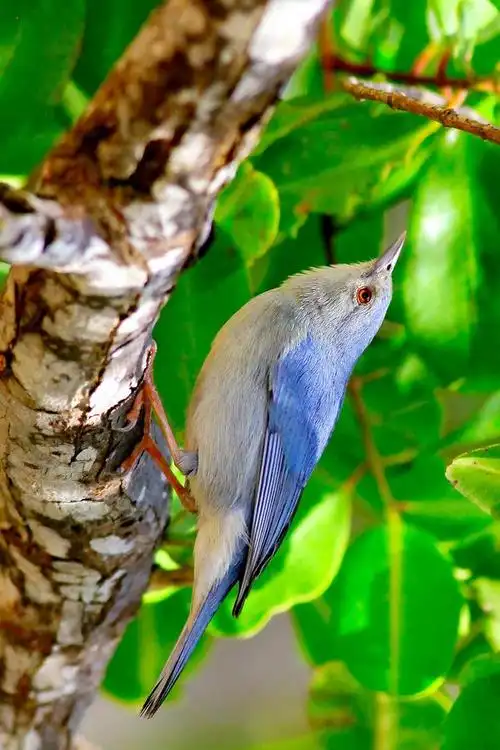 雀形目裸鼻雀科锥嘴雀属灰黄锥嘴雀