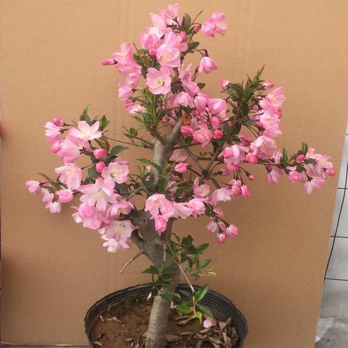 垂丝海棠梨花海棠花西府海棠复瓣新品种盆景一物一拍无刺观赏