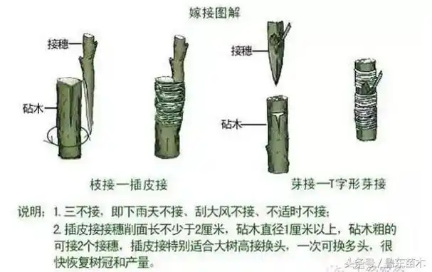 1,劈接法.早春枝接直径3厘米以下的砧橛及夏季葡萄的嫁接宜用此法.