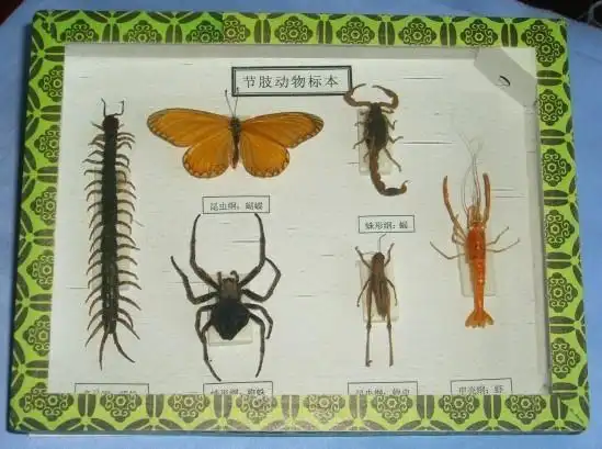 节肢动物标本