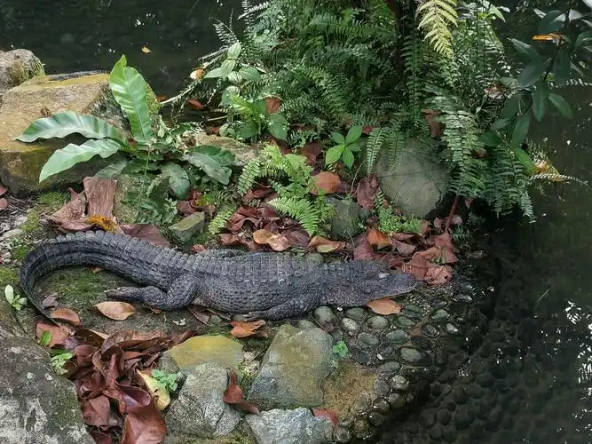 新加坡动物园一日游