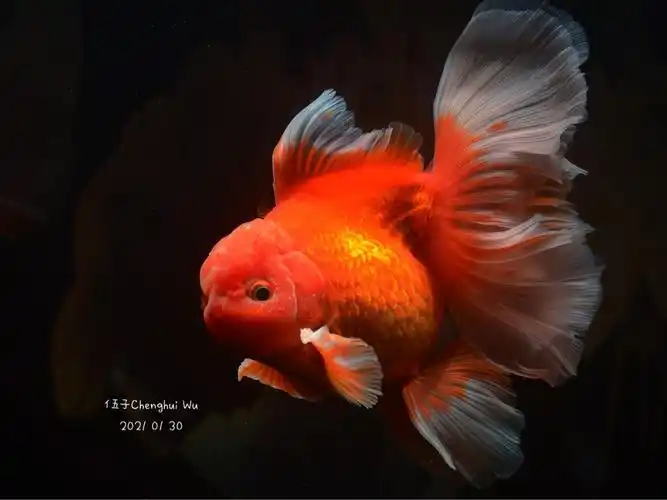 已出出泰狮金鱼及50缸全套