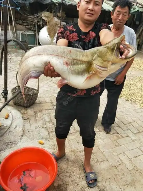 本地土鲶,求超越