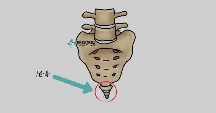 尾巴骨疼是怎么回事啊_坐的时间长了尾巴骨疼怎么回事 - 眉县文化馆