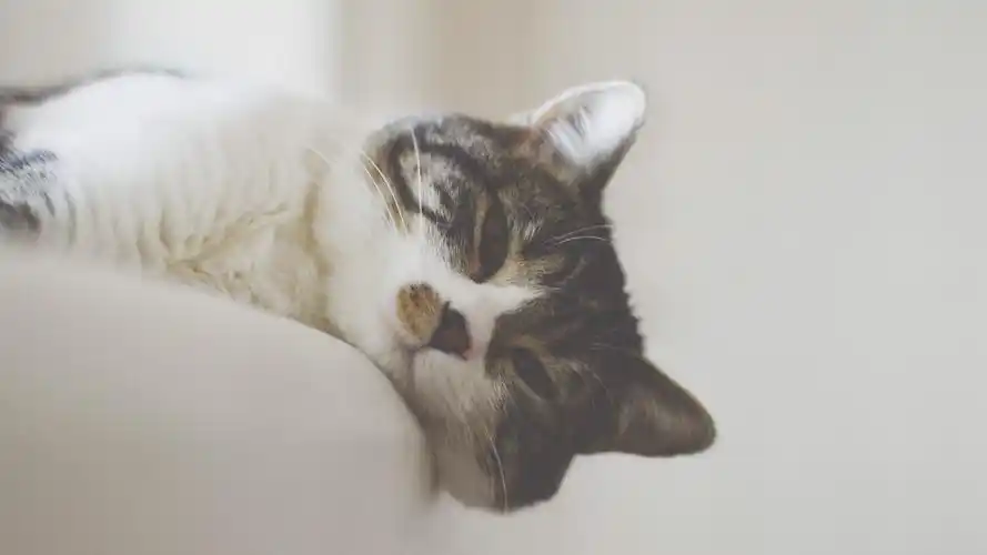 可爱的中华田园猫壁纸