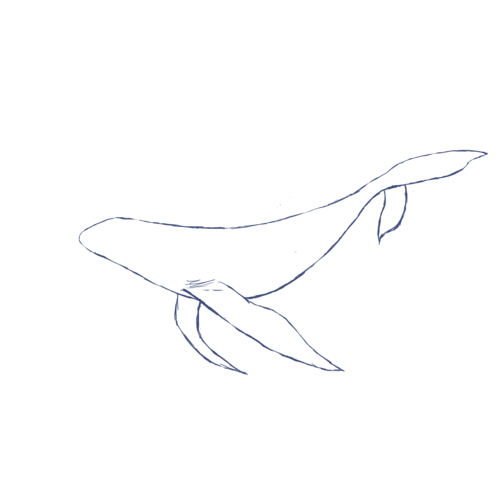 鲸|插画|插画习作|一夏_ll - 原创作品 - 站酷 (zcool)