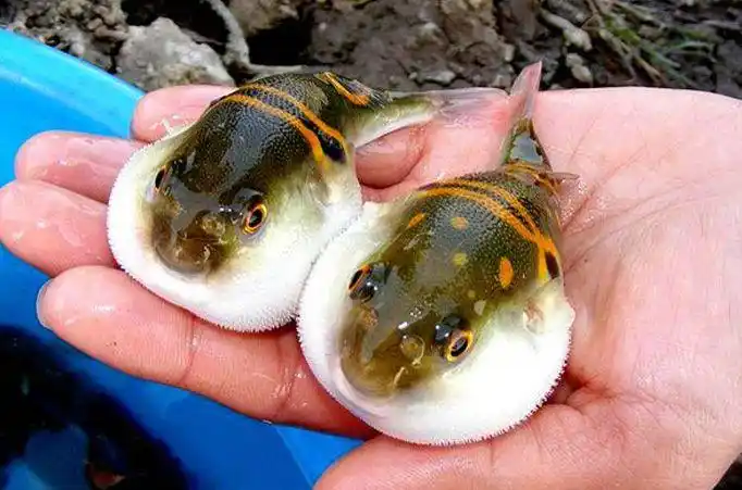 河鲀,俗称河豚(其实"豚"在今天基本被划分兽,而鲀是鱼),属于鲀形目鲀