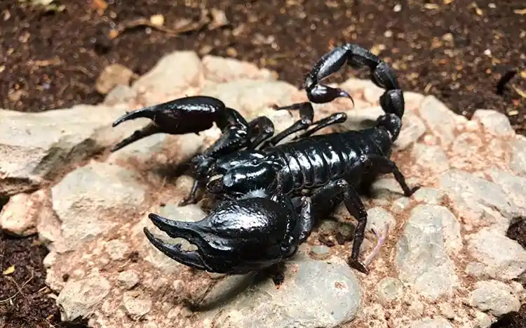 族萃亚洲宠物蝎子雨林蝎宠物蝎公母繁殖组包活爬宠异宠超大黑蝎子温顺