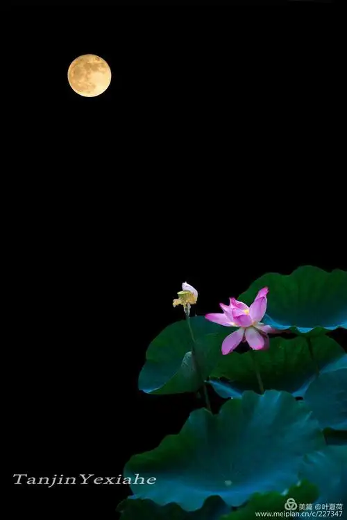 荷塘 写美篇打开图片调整色调 1工具栏的快速选择工具——选中荷花 2