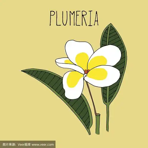 鸡蛋花手绘插图.