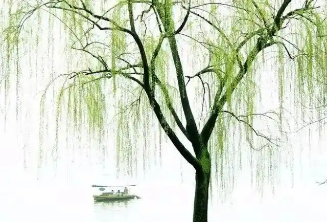 雅韵网---拍摄春天垂柳的唯美作品