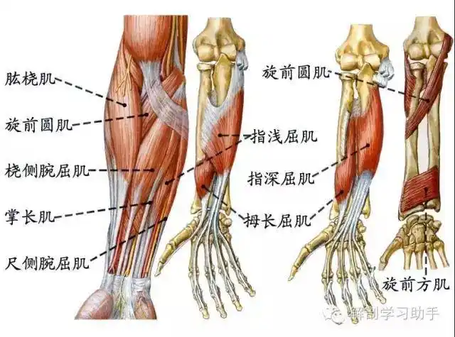 拇长展,拇短长,示指伸肌指前方.