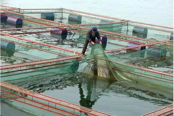 网箱养鱼的灾害性天气预防