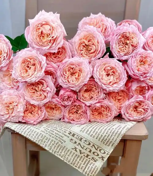 朱莉塔朱丽叶塔肯尼亚进口多头盆栽花苗蔷薇花卉观花月季