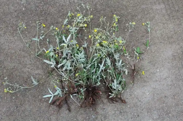 一种植物名谁知道