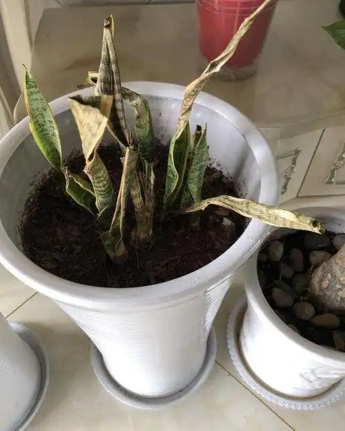 养了1年虎皮兰,不长叶,不发芽?可能是这3个原因导致