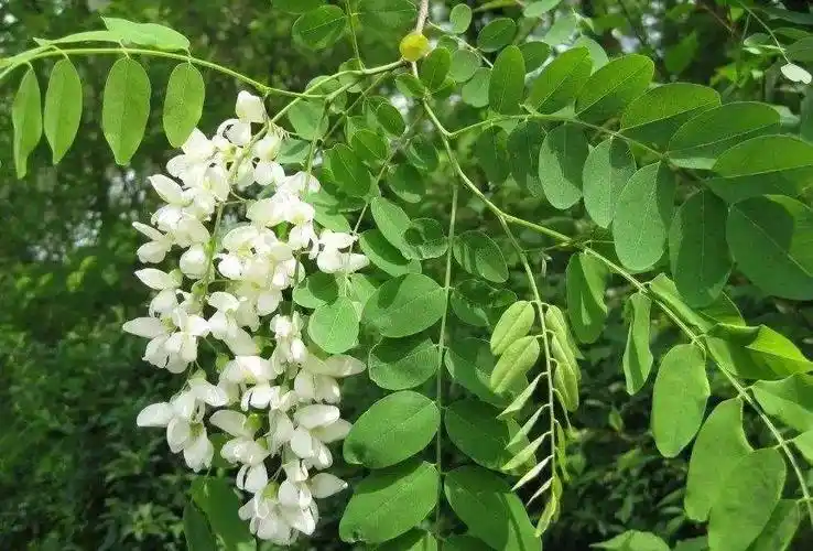 槐花美花蜜香涝川的10万亩槐花终于开啦快来抓住今年的最后一缕槐花香
