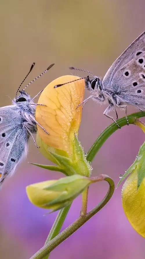 两只蝴蝶,黄色的花 iphone 壁纸