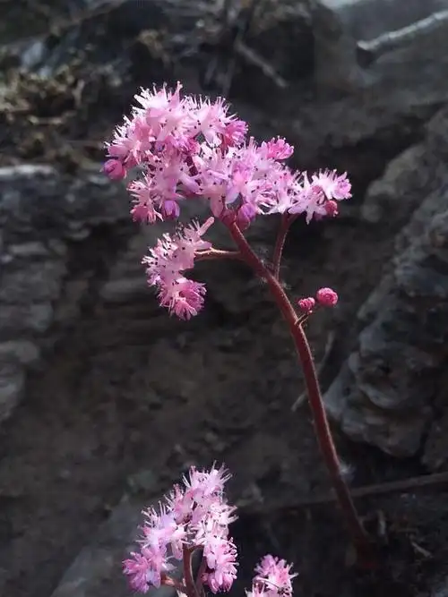 有一种花生命力太顽强,专门生在悬崖峭壁上,颜值高令人敬佩