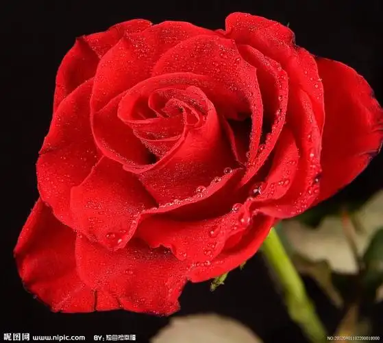 血色蔷薇代表"破碎的爱情"对吗?