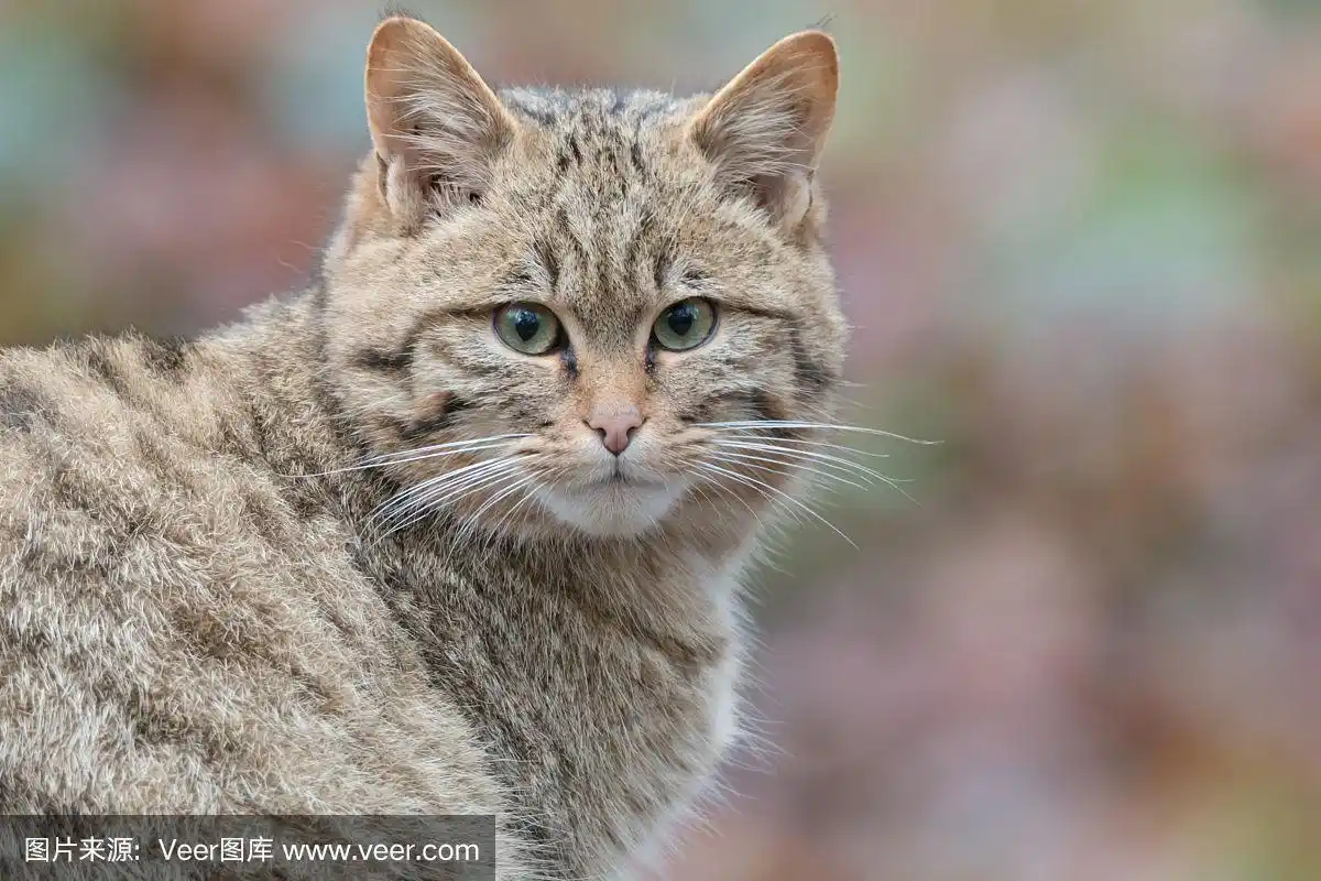 欧洲野猫,水平画幅,苏格兰,野外动物,特写