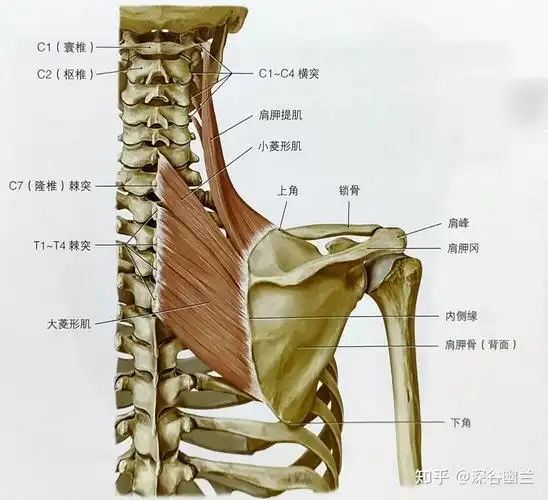颈部疼痛的居家调养 - 知乎