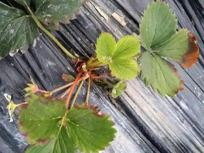 草莓炭疽病防都防不住?看看别人怎么做!