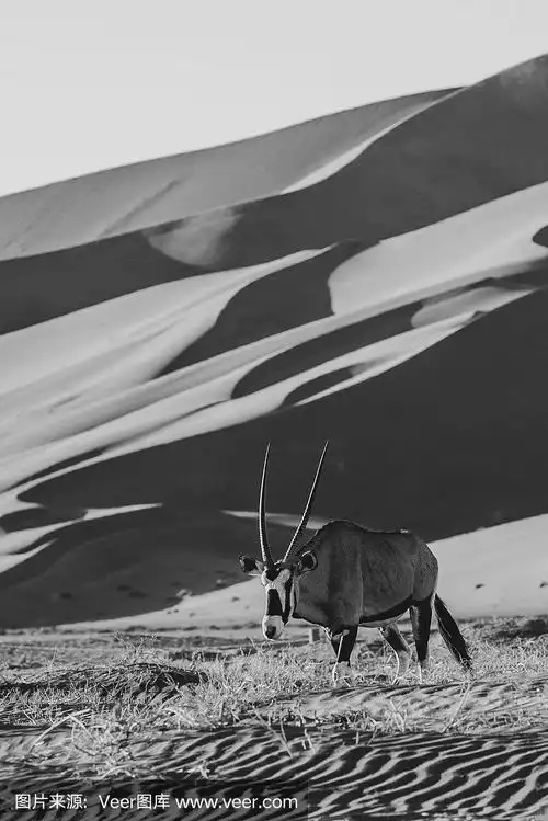 沙漠中羚羊的黑白图像