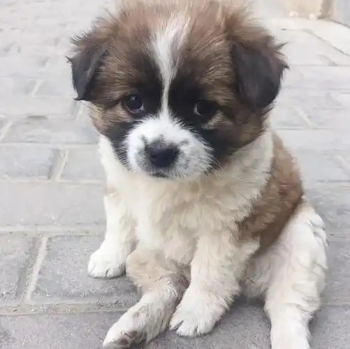 收集到的一些超可爱毛茸茸的小土狗子