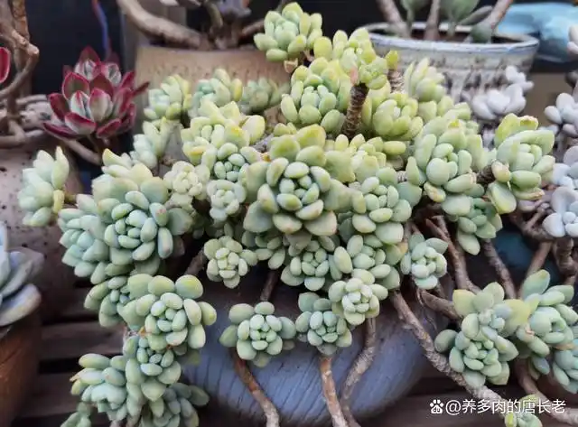 多肉凝脂莲香香的能出果冻色,但它并非劳尔,阳台党也很难养好它