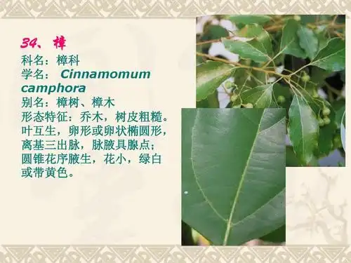 植物识别ppt 34,樟 科名:樟科 学名: cinnamomum camphora 别名:樟树