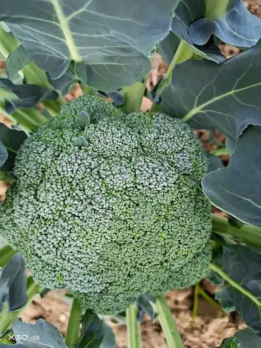 有一万斤西兰花