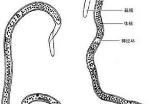 【丝虫】是什么意思