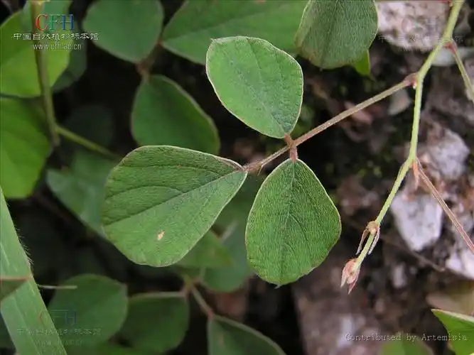 圆锥山蚂蝗(原变种)