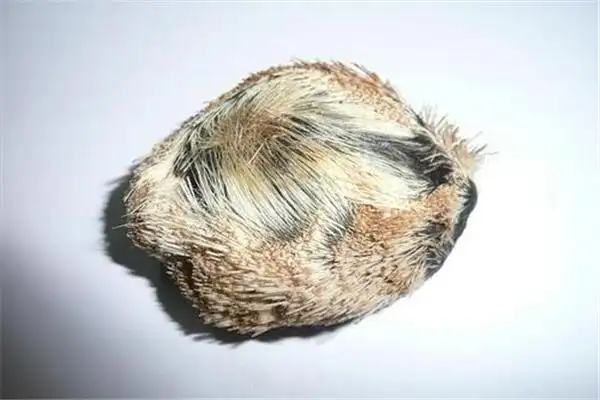 麝香是天然的吗 天然麝香和人工麝香的区别